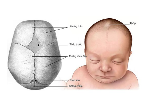 Thóp trẻ sơ sinh có chức năng gì?