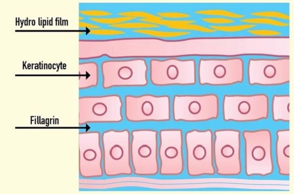 Cách phục hồi màng lipid của da